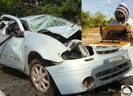 سانحه تصادف ,زنبورهاي عسل سانحه تصادف ,زنبورهاي عسل
