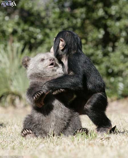 دوستی عجیب و غریب یک خرس با شامپانزه