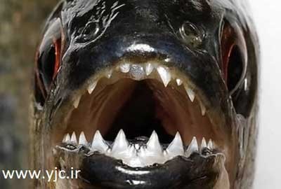 دندان درد در کوکان و گوناگون دندان درد در کوکان و گوناگون