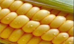 اکسیر جوانی چشم بادامی ها,راز جوانی