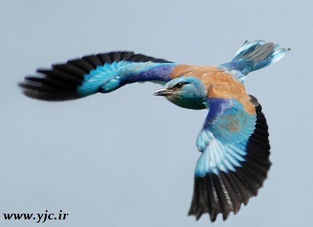  جالب ترین پرنده های رکورد شکن,اخبار,اخبار داغ