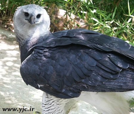  جالب ترین پرنده های رکورد شکن,اخبار,اخبار داغ