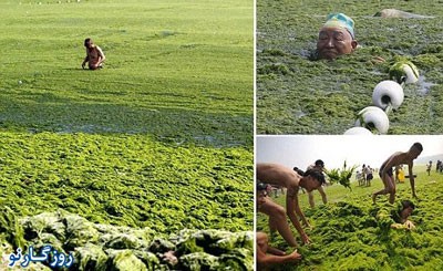 تصاویر مزرعه روی آب , مزرعه روی آب