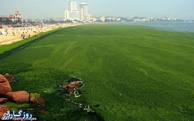 تصاویر مزرعه روی آب , مزرعه روی آب