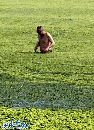 تصاویر مزرعه روی آب , مزرعه روی آب