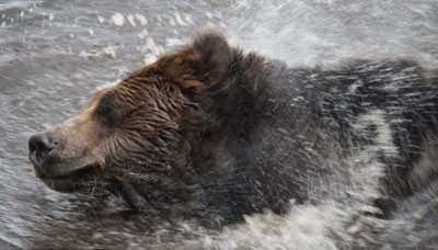 حیات وحش,خرس قهوه ای,شنا کردن خرس در دریاچه