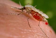 سربلندی دانشمندان در ساخت واکسن جدید ضد مالاریا 1