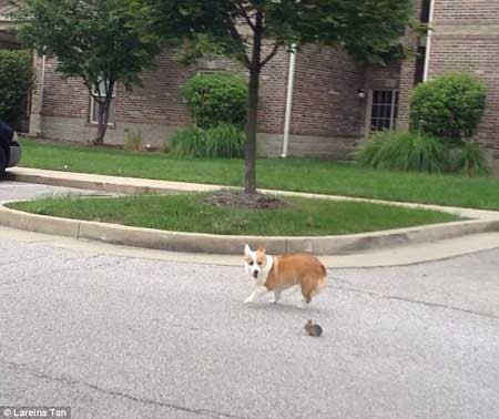 سگی که خرگوشی را به فرزند خواندگی قبول کرد