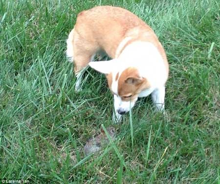 سگی که خرگوشی را به فرزند خواندگی قبول کرد