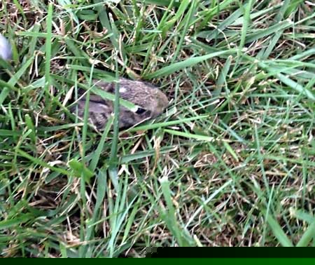 سگی که خرگوشی را به فرزند خواندگی قبول کرد