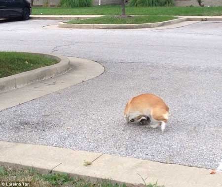 سگی که خرگوشی را به فرزند خواندگی قبول کرد