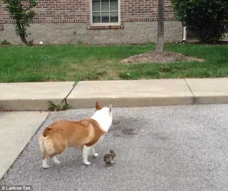 سگی که خرگوشی را به فرزند خواندگی قبول کرد