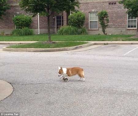 سگی که خرگوشی را به فرزند خواندگی قبول کرد