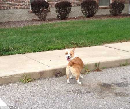 سگی که خرگوشی را به فرزند خواندگی قبول کرد