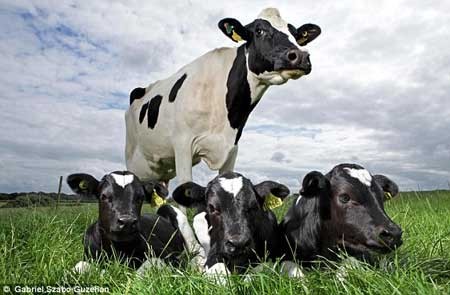 گاوی سه قلو زایید