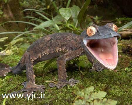 مارمولک  , حیوانات خطرناک ,  حشره خاکی