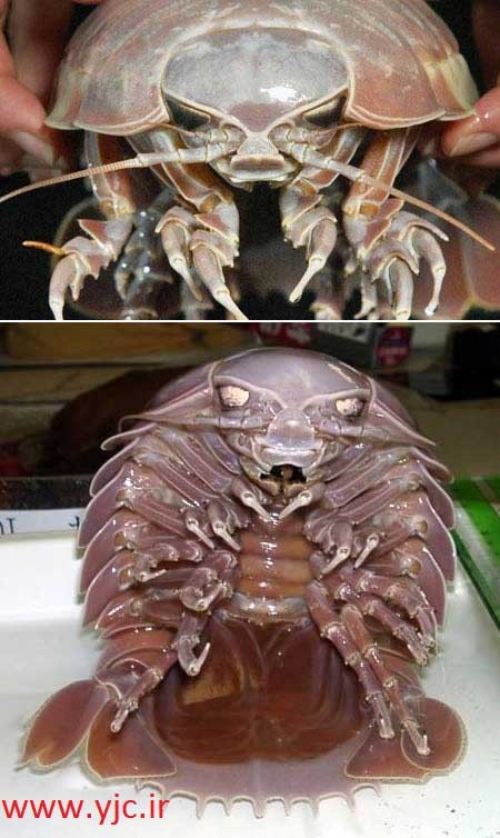 مارمولک  , حیوانات خطرناک ,  حشره خاکی