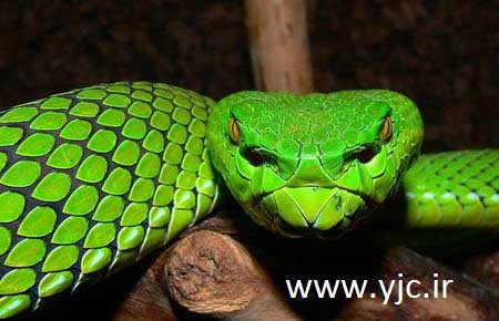 مارمولک  , حیوانات خطرناک ,  حشره خاکی