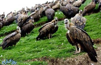 دادن اجساد به کرکس , دفن افراد مرده , تناسخ ارواح دادن اجساد به کرکس , دفن افراد مرده , تناسخ ارواح