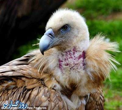 دادن اجساد به کرکس , دفن افراد مرده , تناسخ ارواح دادن اجساد به کرکس , دفن افراد مرده , تناسخ ارواح