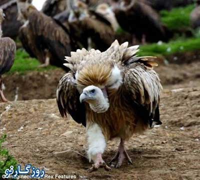 دادن اجساد به کرکس , دفن افراد مرده , تناسخ ارواح دادن اجساد به کرکس , دفن افراد مرده , تناسخ ارواح