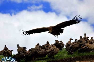 دادن اجساد به کرکس , دفن افراد مرده , تناسخ ارواح دادن اجساد به کرکس , دفن افراد مرده , تناسخ ارواح