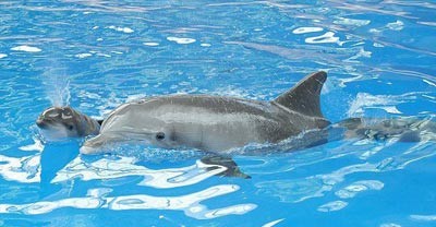 ثبت لحظات زیبای تولد نوزاد دلفین 1