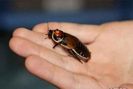 حیوانات عجیب و غریب,انواع سوسک,نگه داشتن حیوانات عجیب و غریب