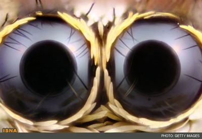 تصاویر شگفت‌انگیز از نمای نزدیک حشرات 1