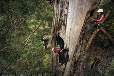 تصاویر بلندترین درختان جهان, اسنک خوری روی بلندترین درخت جهان تصاویر بلندترین درختان جهان, اسنک خوری روی بلندترین درخت جهان