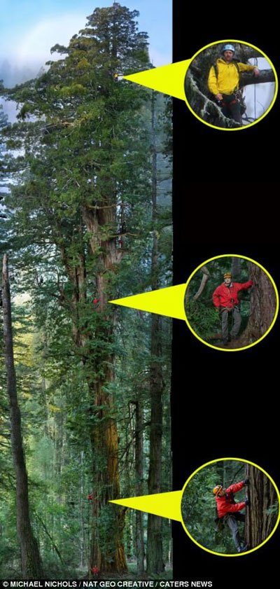 تصاویر بلندترین درختان جهان, اسنک خوری روی بلندترین درخت جهان تصاویر بلندترین درختان جهان, اسنک خوری روی بلندترین درخت جهان