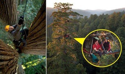 تصاویر بلندترین درختان جهان, اسنک خوری روی بلندترین درخت جهان تصاویر بلندترین درختان جهان, اسنک خوری روی بلندترین درخت جهان