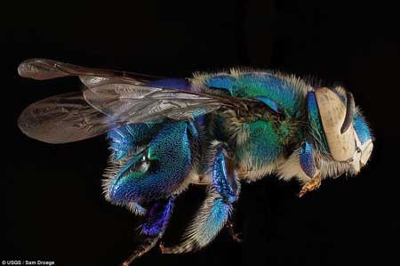 زنبورهای پشمالو با بالهای شیشه ای/ 6 سال وقت برای گرفتن این تصاویر کم نظیر 1