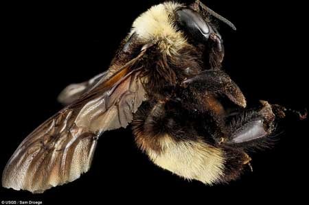 زنبورهای پشمالو با بالهای شیشه ای
