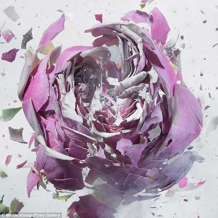 تصاویر بی نظیر از لحظه شلیک به گلهای یخ زده