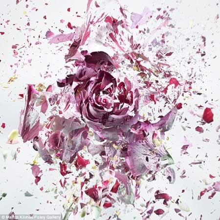 تصاویر بی نظیر از لحظه شلیک به گلهای یخ زده