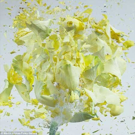 تصاویر بی نظیر از لحظه شلیک به گلهای یخ زده