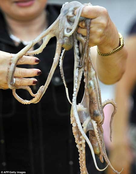 فستيوال , هشت پاي زنده , اخبار گوناگون