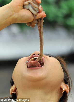 فستيوال , هشت پاي زنده , اخبار گوناگون