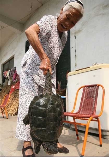 عجایب لاک پشت ها