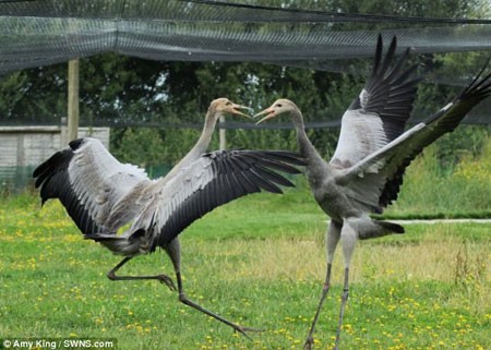 پرندگان زیبا , درناهای اوراسیایی , درنا پرندگان زیبا , درناهای اوراسیایی , درنا