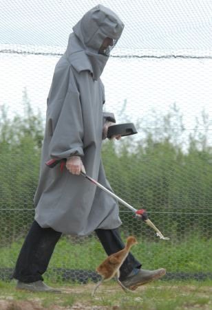 پرندگان زیبا , درناهای اوراسیایی , درنا پرندگان زیبا , درناهای اوراسیایی , درنا