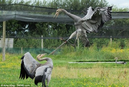 پرندگان زیبا , درناهای اوراسیایی , درنا پرندگان زیبا , درناهای اوراسیایی , درنا