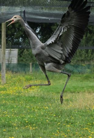 پرندگان زیبا , درناهای اوراسیایی , درنا پرندگان زیبا , درناهای اوراسیایی , درنا