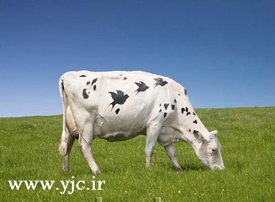 نقاشی,گاو,بوم نقاشی