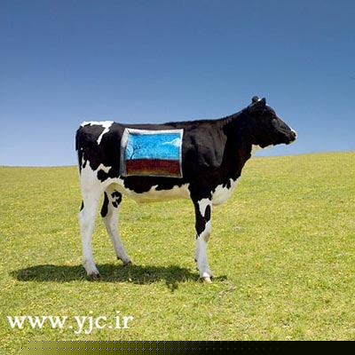 نقاشی,گاو,بوم نقاشی