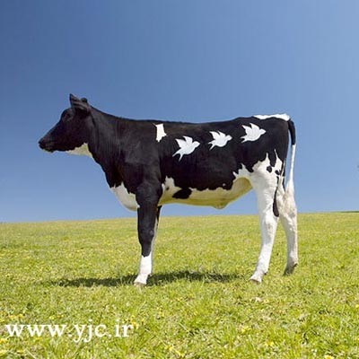 نقاشی,گاو,بوم نقاشی