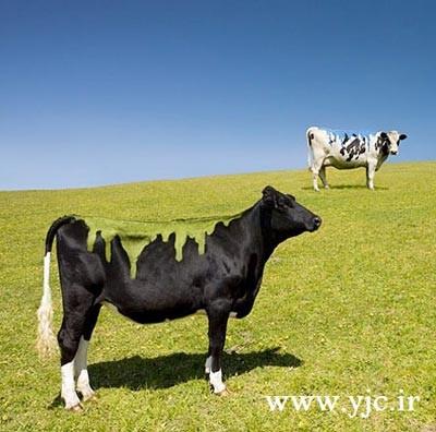 نقاشی,گاو,بوم نقاشی