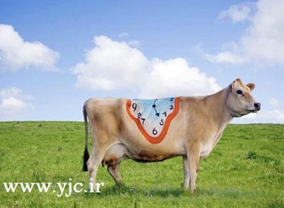 نقاشی,گاو,بوم نقاشی