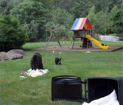 خرس,توله خرس,فراوان ترین گونه خرس در قاره‌ امریکا